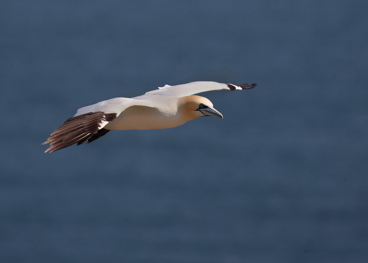 Gannet - Peter Bagnall